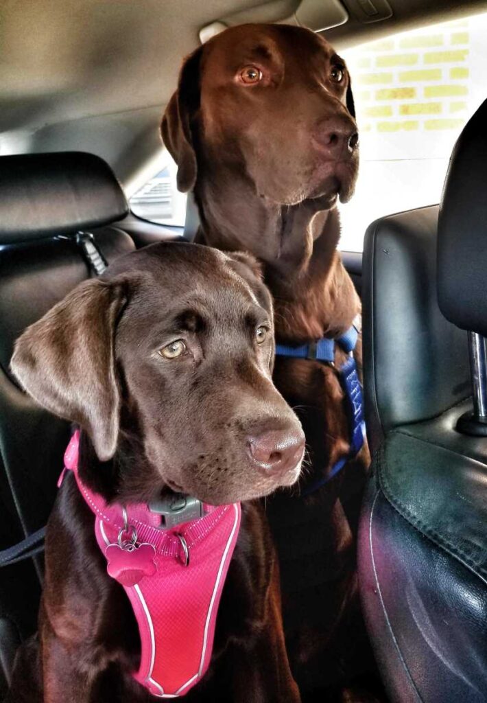 Two chocolate Labrador Retrievers wearing a dog car harness riding in the car.
