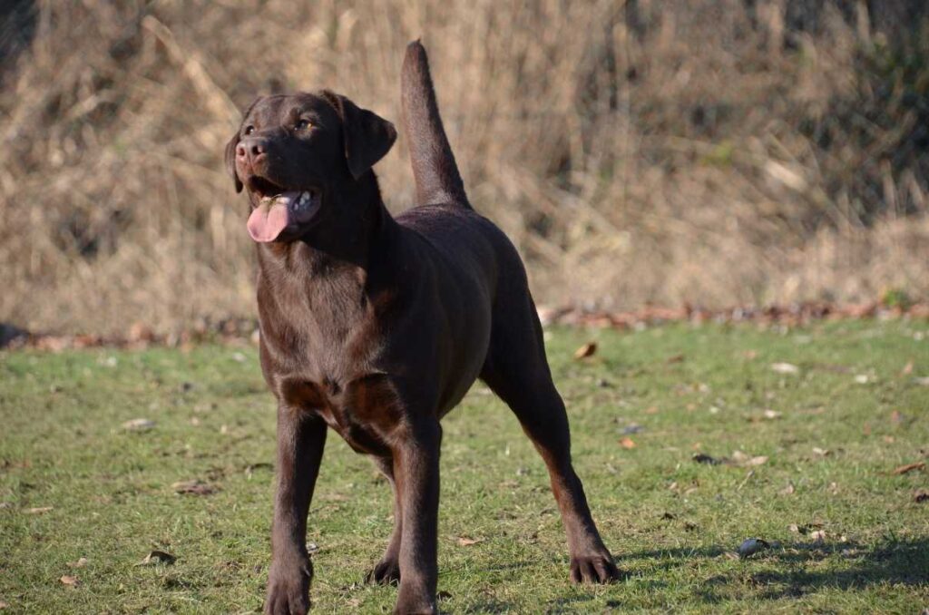 Chocolate Labrador standing outside in the grass.