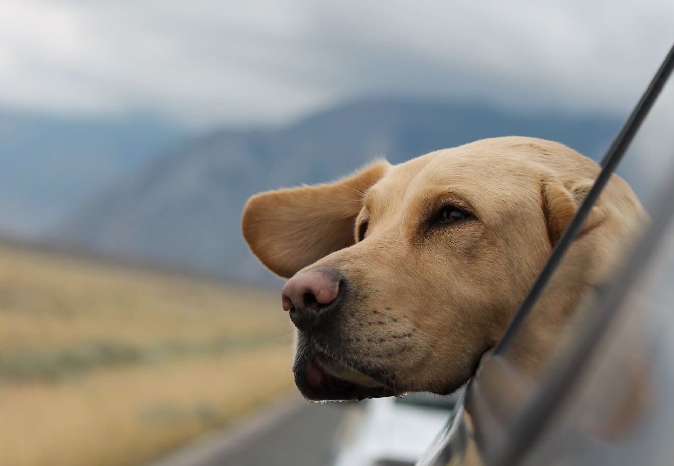 Large yellow Labrador with its head hanging out a car window showing car travel with Labradors.