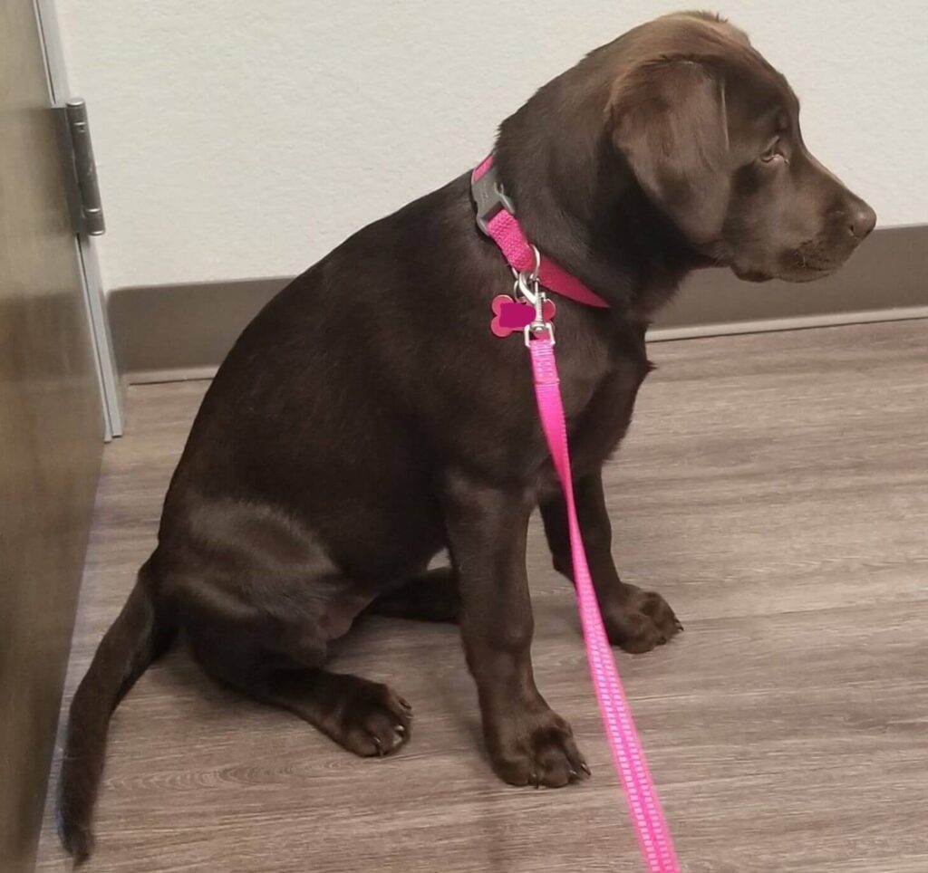 Chocolate Labrador puppy wearing a pink leash.