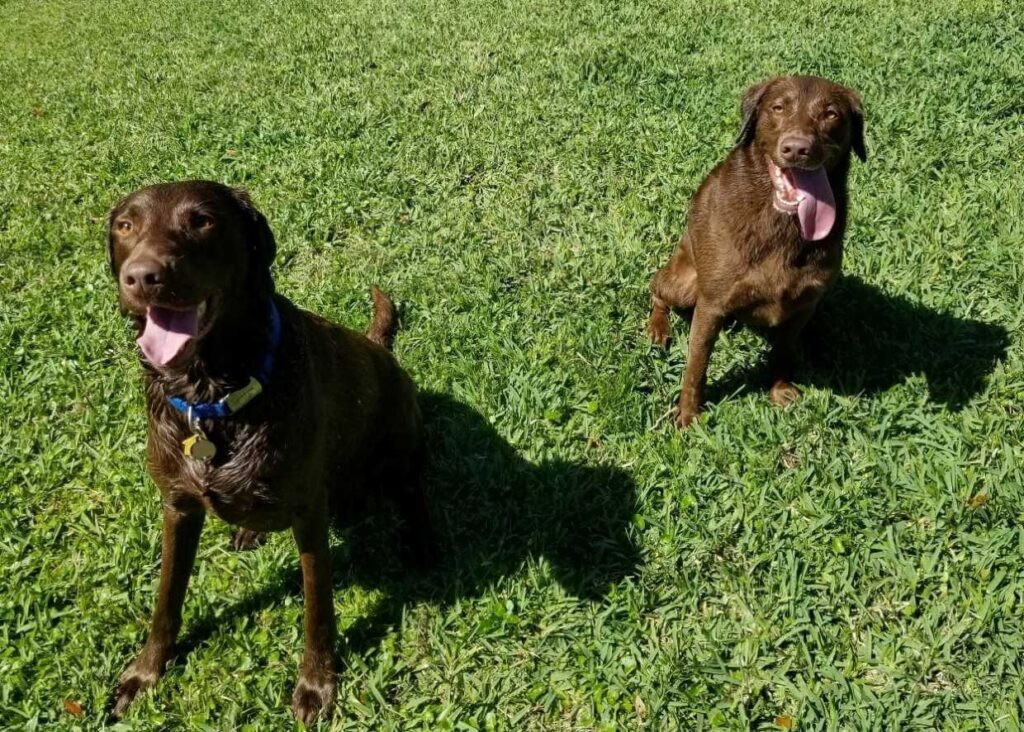 Two American chocolate Labradors sitting in the grass looking happy.
