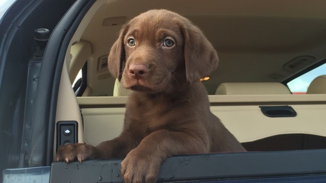Chocolate Lab puppy sitting inside the tailgate of an SUV.