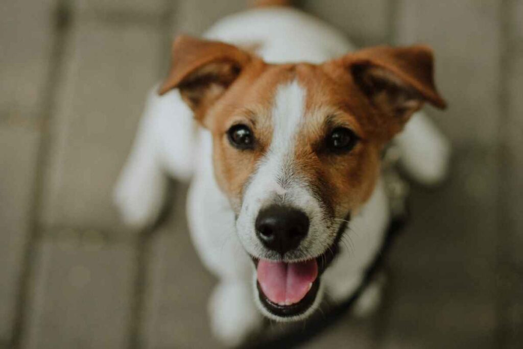 Brown and white Jack Russell dog.