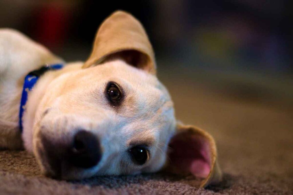 Jack Russell Lab mix puppy lying sideways on the floor.