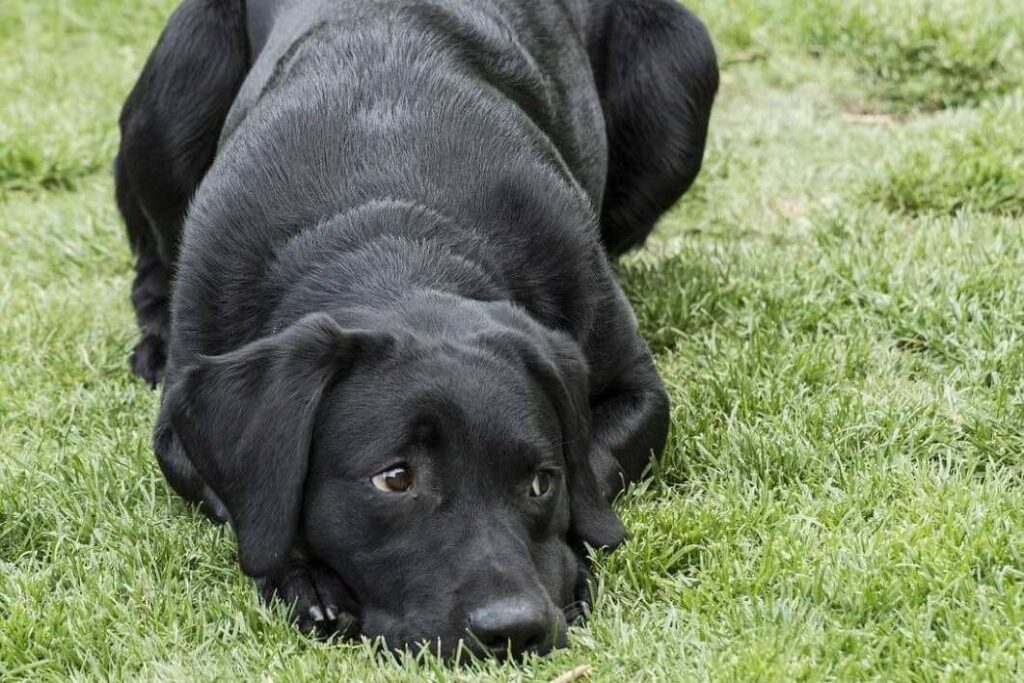 Black Labrador lying in the grass.