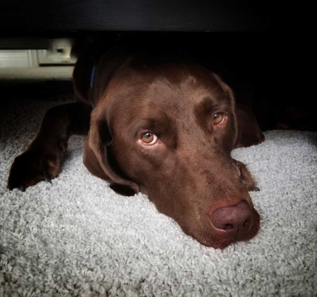 Close up photo of a chocolate Lab underneath the bed.