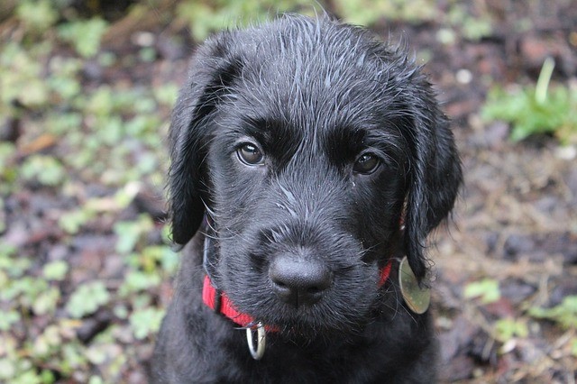 Black Lab puppy with a red collar with water on their fur outside.