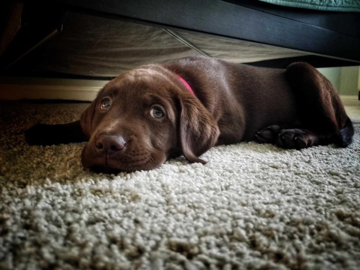 Chocolate Labrador puppy sleeping under the bed.