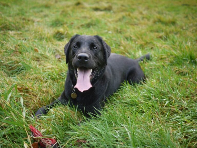 Why Does My Labrador Eat Grass?
