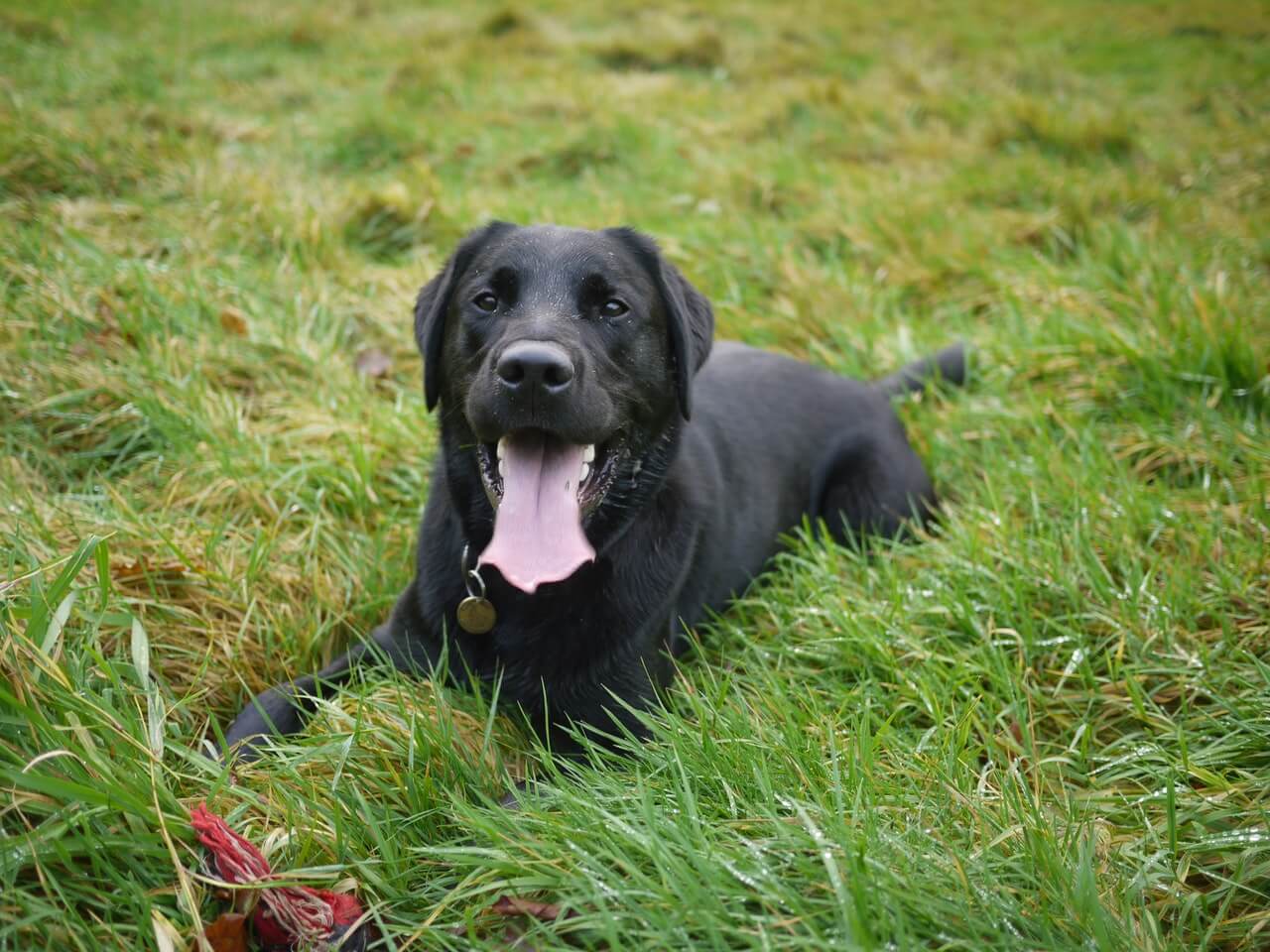 Playful Black Labrador in the grass lying down with its tongue hanging out.