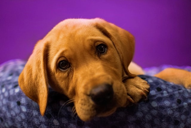 Fox Red Labrador puppy in front of a purple background. 