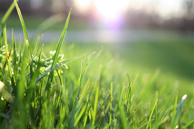 Tall green grass in the sunlight.