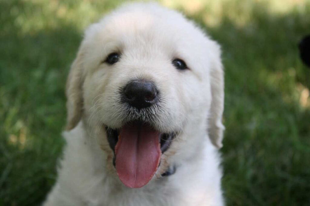 Golden puppy outside in the grass with its tongue hanging out.