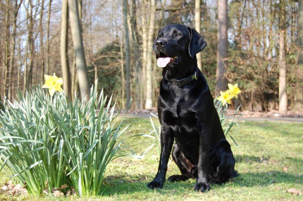 Black Lab sitting in the grass by flowers.