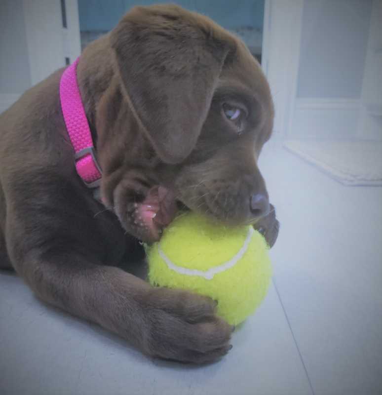 Chocolate Lab puppy biting on tennis ball.