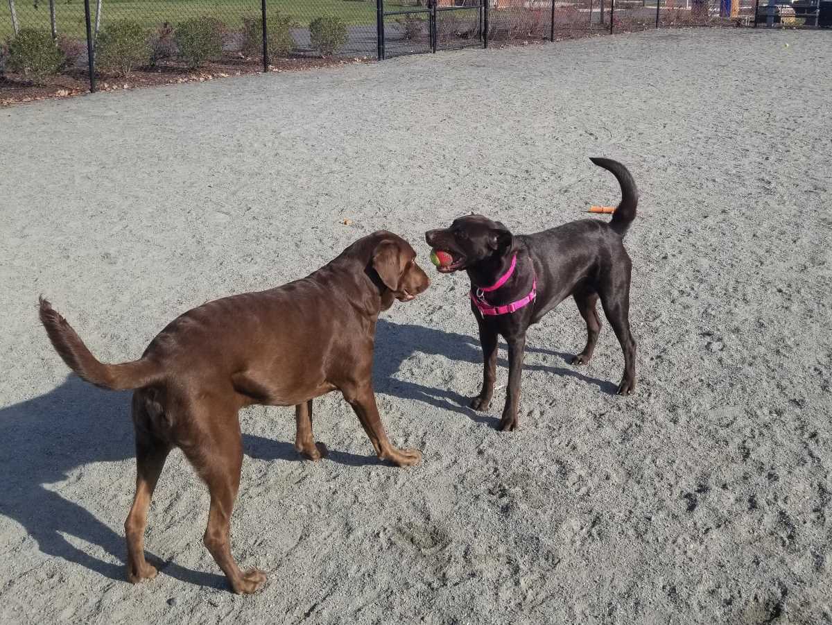 Two chocolate Labrador enjoying playtime at dog parks.