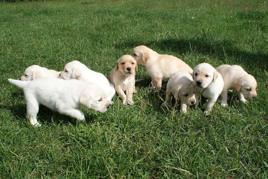 Yellow Labrador puppies together outside in the grass.