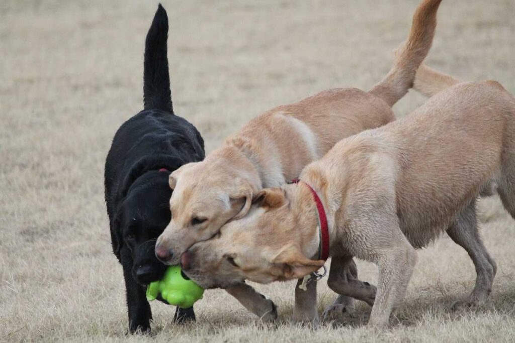 Three Labradors playing with a toy at the park.