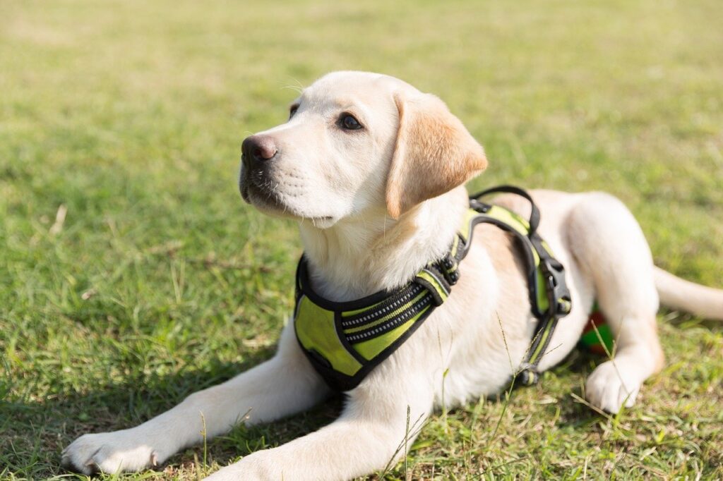 Yellow Lab puppy wearing a harness outside playing.