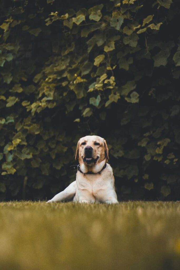 Yellow Lab lying outside the grass by trees.