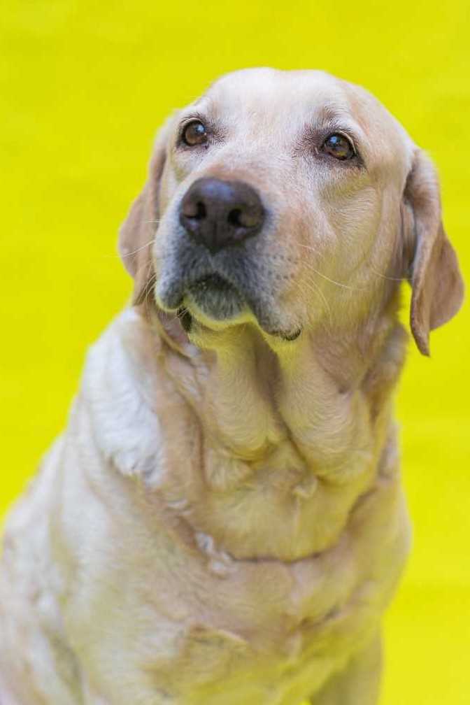 Yellow Lab against a bright yellow background.