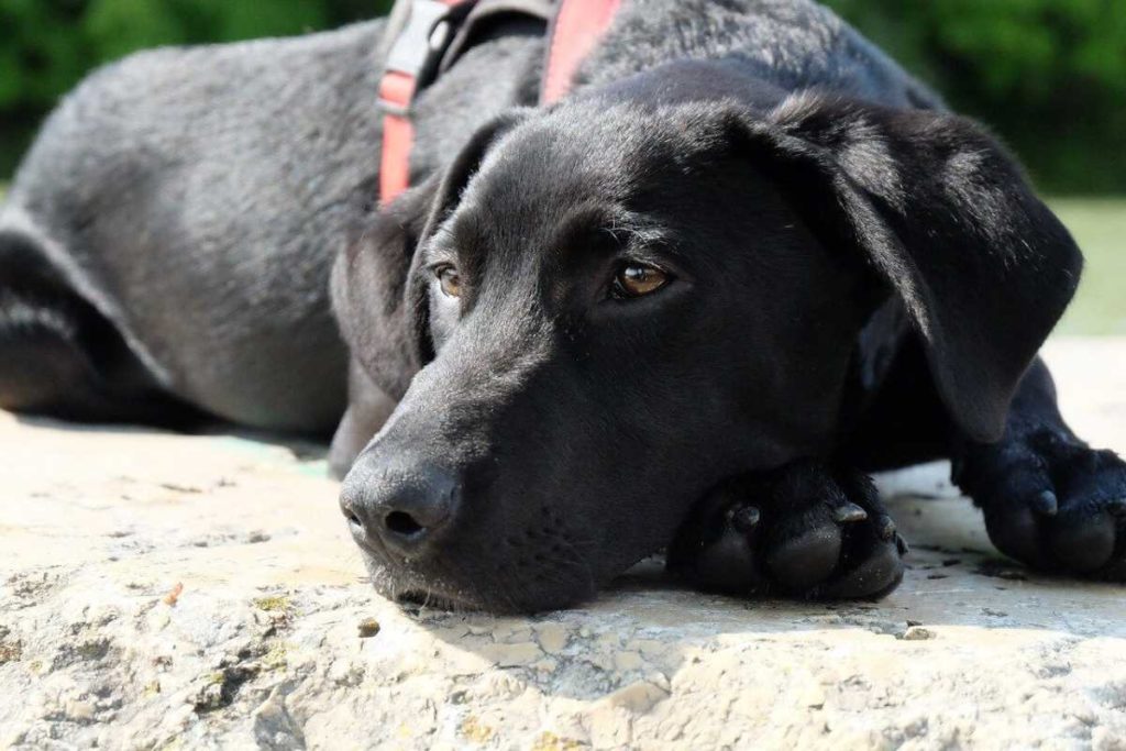 Black Labrador lying on concrete wearing a harness.