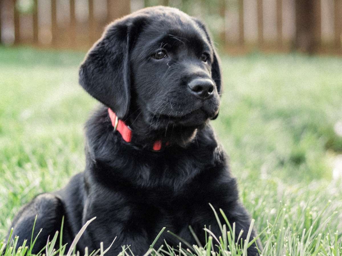 Black Labrador puppy lying in the grass with a red collar.