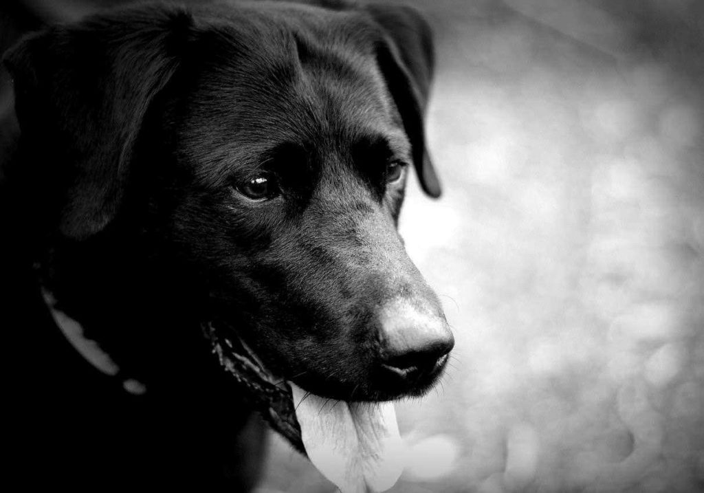 Black and white photo of close up young Labrador Retriever.
