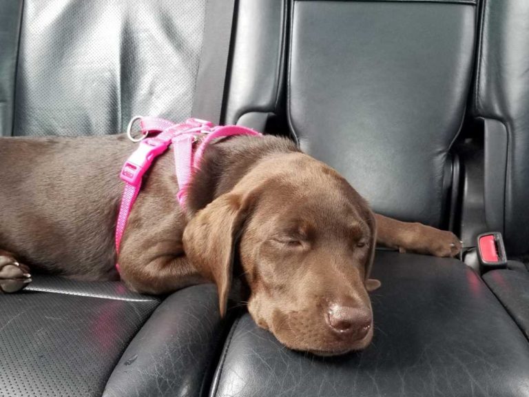 How to Train Your Puppy to Ride in the Car