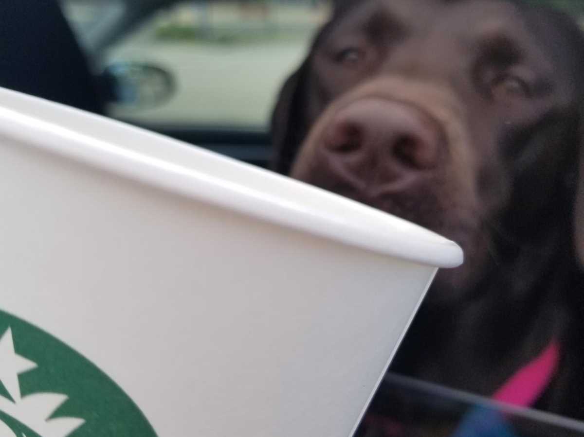 How to Train Your Puppy to Ride in the Car Labrador Wise