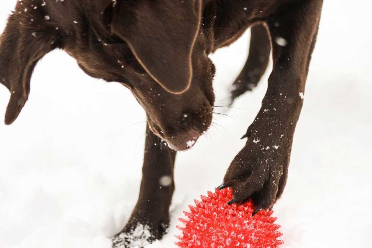 Chocolate Lab trying to dig with a red ball.