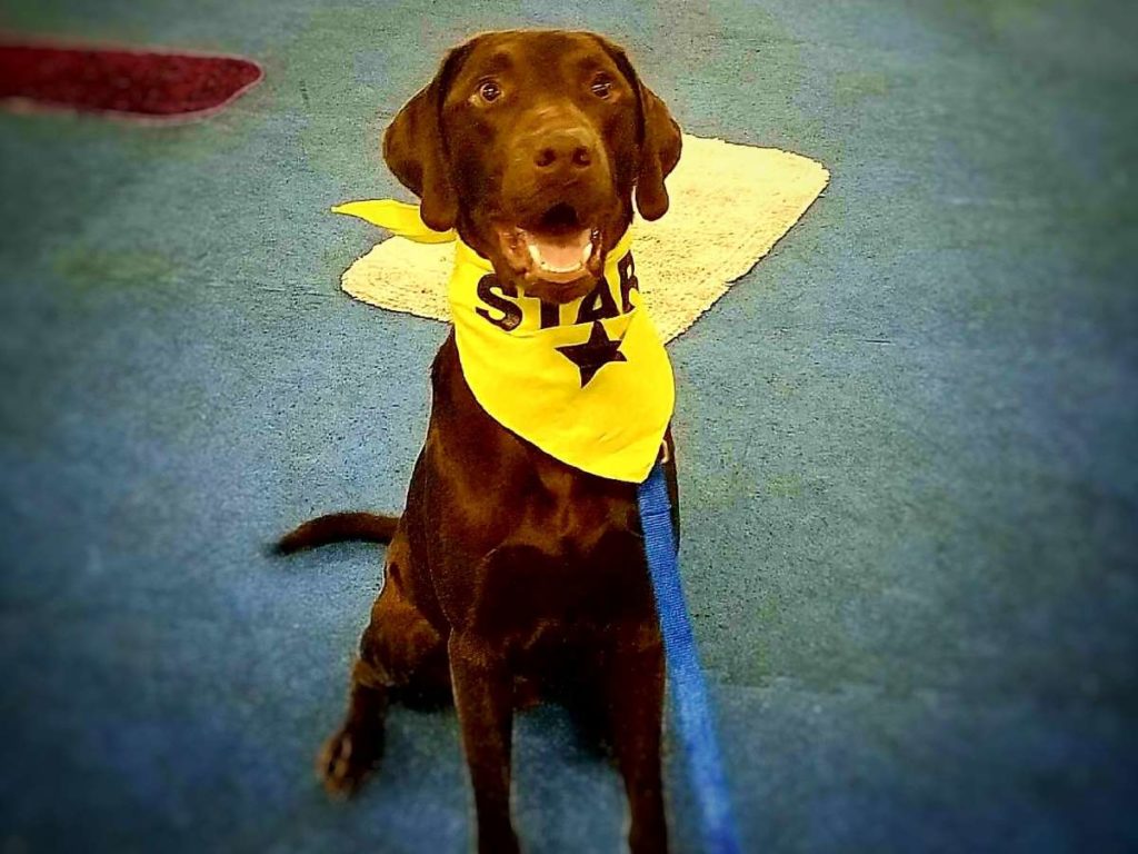 Labrador Retriever at puppy school wearing a yellow bandana.
