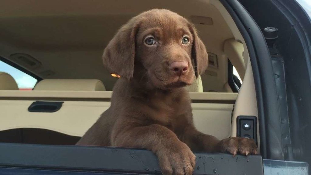Chocolate Lab puppy in the back of a car.