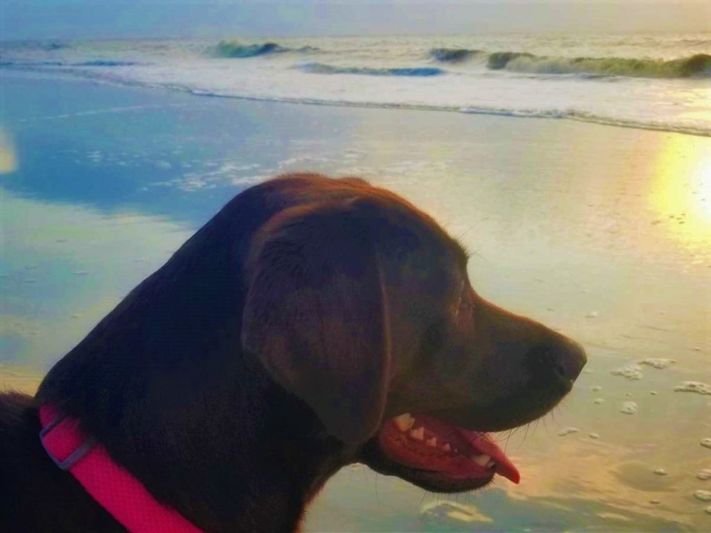 Chocolate Labrador at a dog beach looking out at the water.