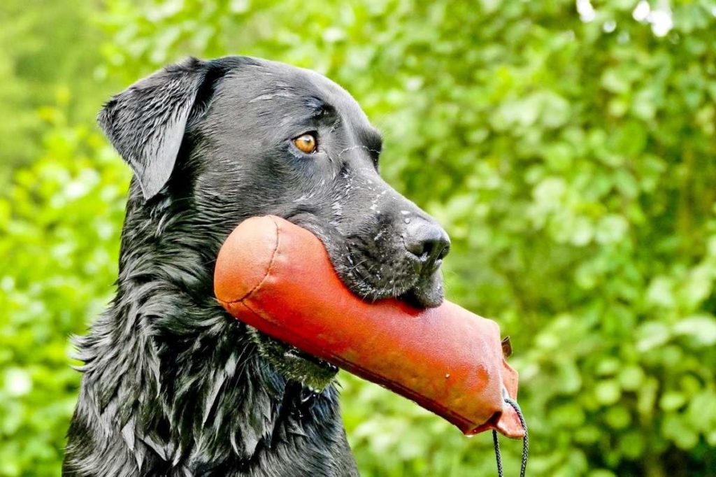 Black Lab in a forest holding an orange retrieving toy in its mouth.