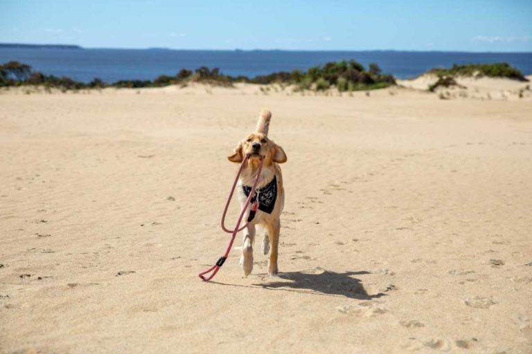 11 Best Dog Beaches in the USA