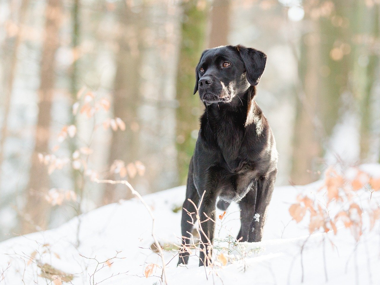 Black Lab outside in a forest with snow.