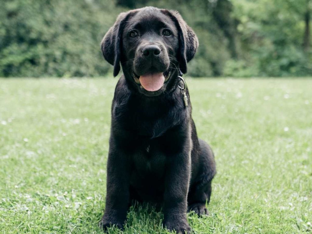 Young black Labrador puppy sitting in the grass.