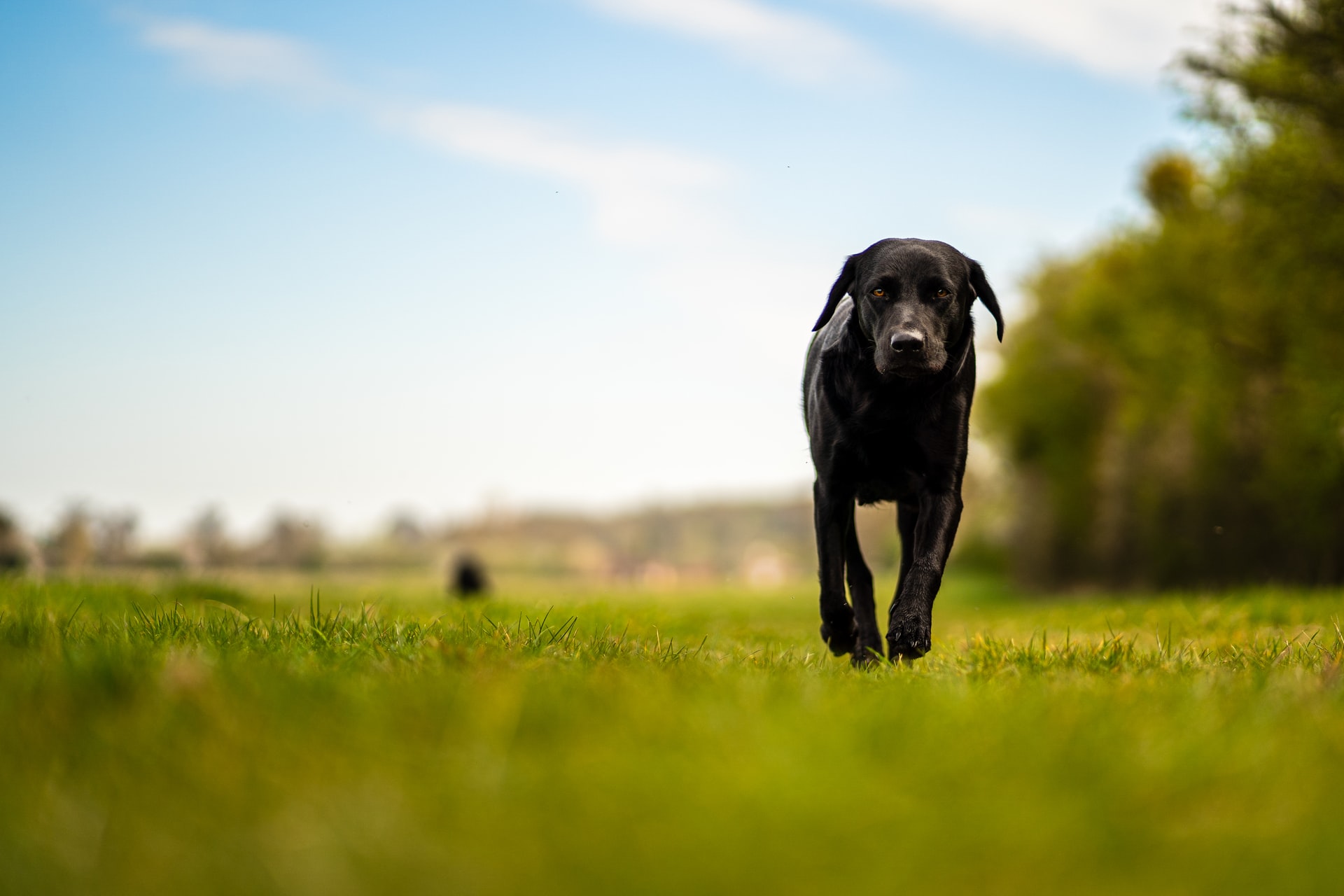 Black Labrador walking outside on green grass against a blue sky.