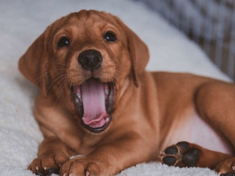 6 Must-Have Supplies for Lab Puppies