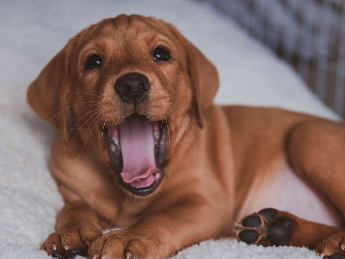 Labrador puppy yawning and lying on a white bed.