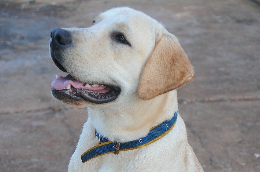 Yellow Labrador with a blue collar sitting looking up.