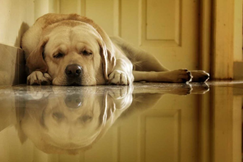 Yellow Labrador inside lying down sleeping with reflection in the floor.