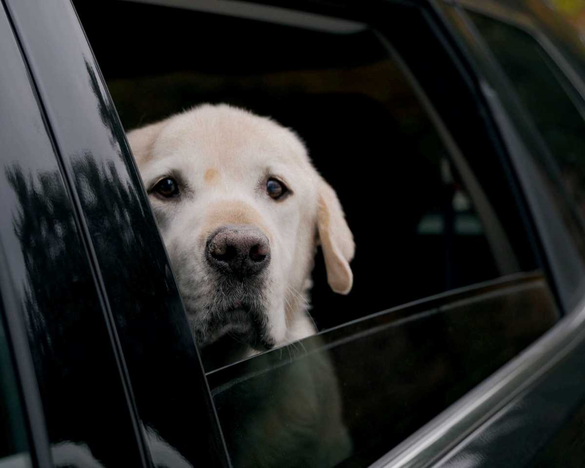 Yellow Labrador Retriever with its head out a car window traveling.