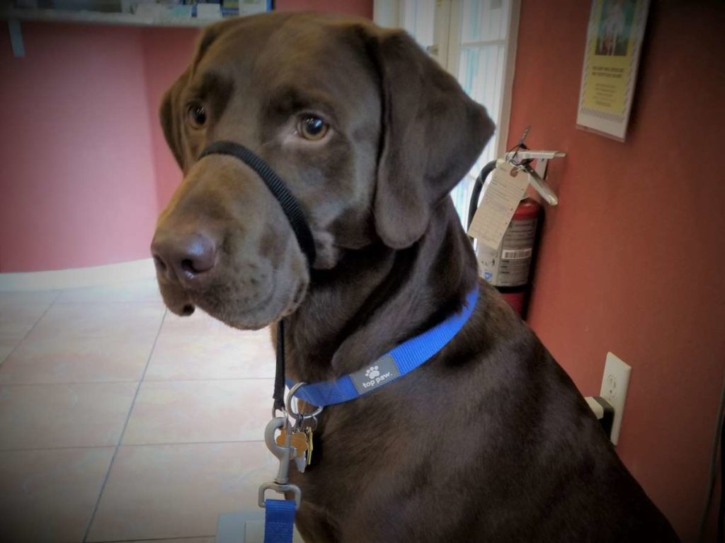 Chocolate Labrador sitting at a vet's office wearing the Gentle Leader collar.