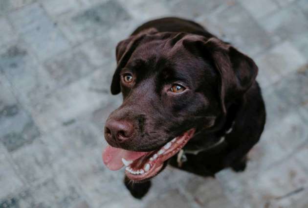 Chocolate Lab close up photo with its tongue out.