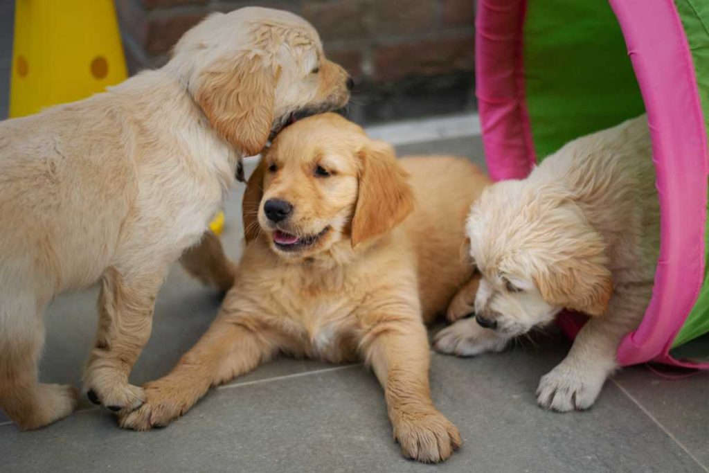 Yellow puppies playing together.