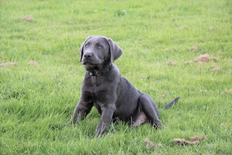 Silver Labradors: Controversy & Color Explained