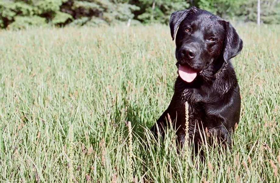 Black Labrador in a field of grass and forest.