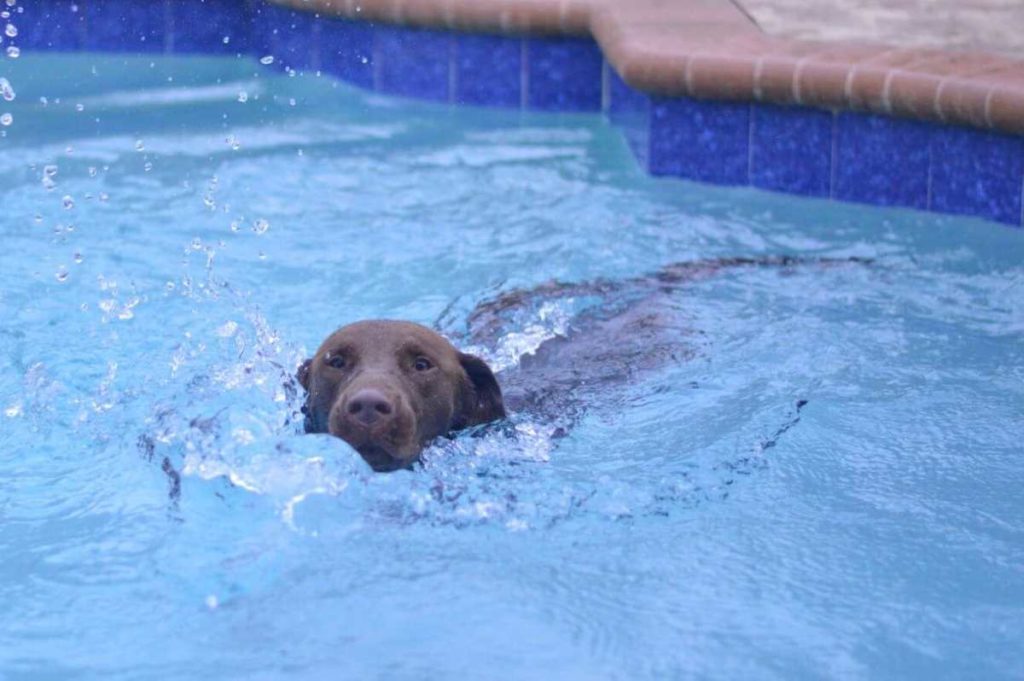 Chocolate Lab swimming in a pool.